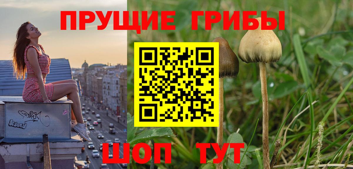 Галлюциногенные грибы GOLDEN TEACHER  цена наркотик  Псилоцибиновые грибы Psilocybine cubensis  Грязи  Вход с VPN 
